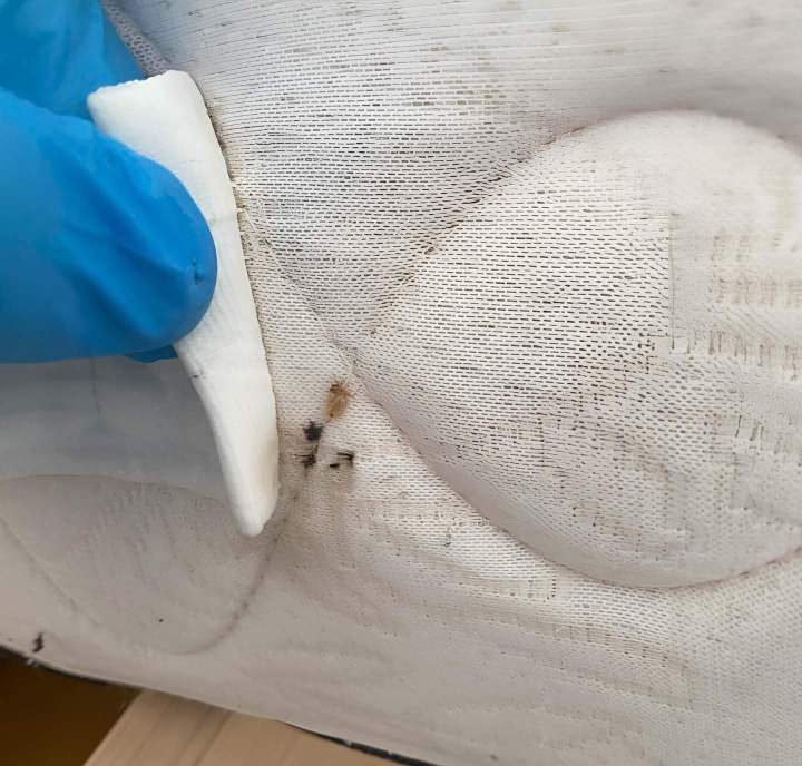 désinfection punaise de lit Bas-Rhin