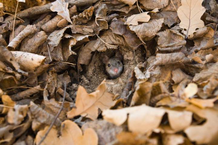 Dératisation, Schirmeck