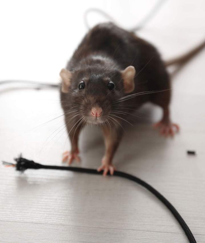 Service de dératisation Bas-Rhin