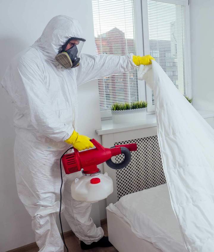 Service professionnel de désinsectisation Bas-Rhin